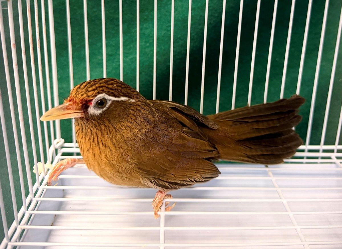 七旬翁攜瀕危活雀鳥入境被海關截獲