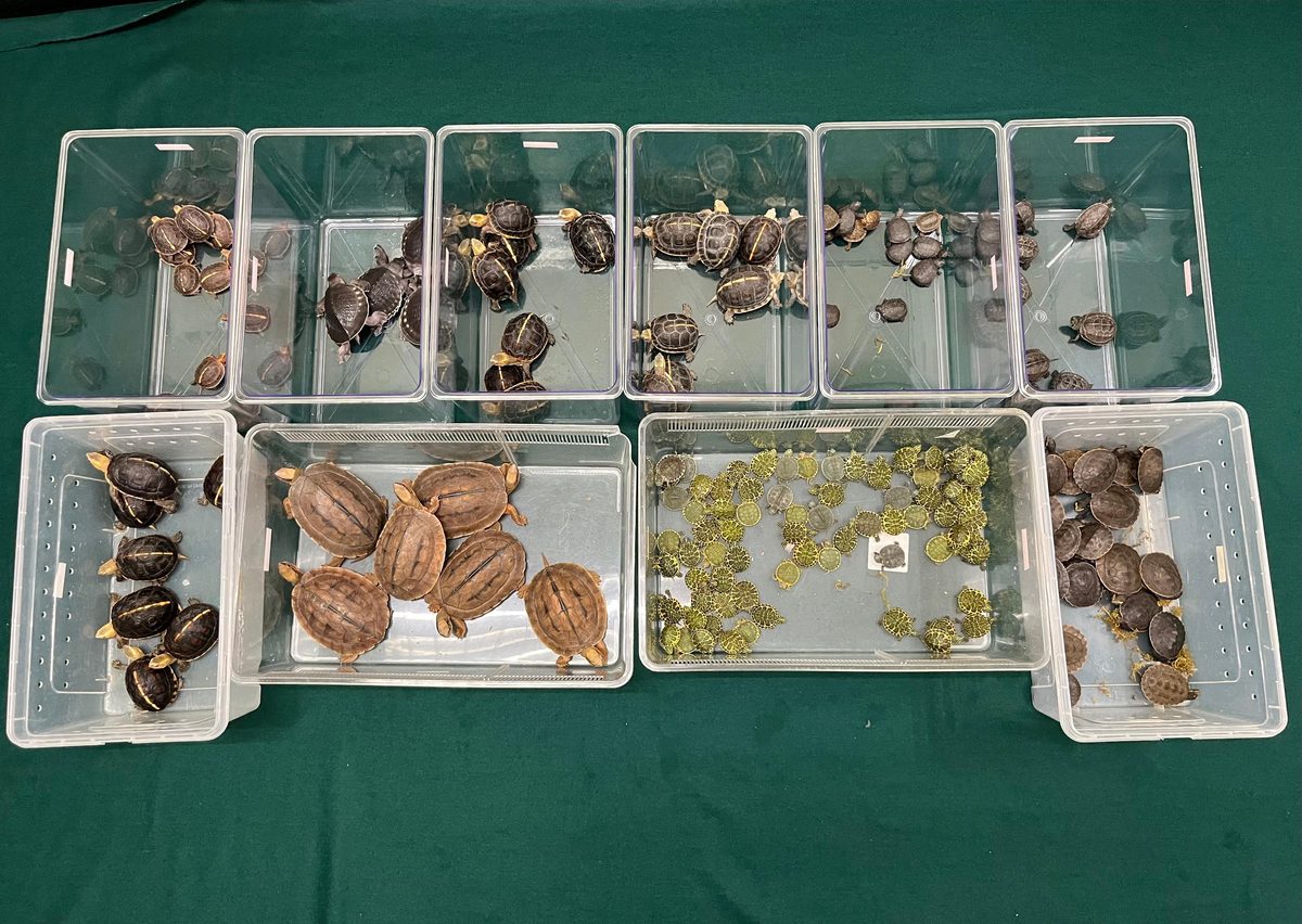 海關檢獲瀕危活龜拘七旬內地漢