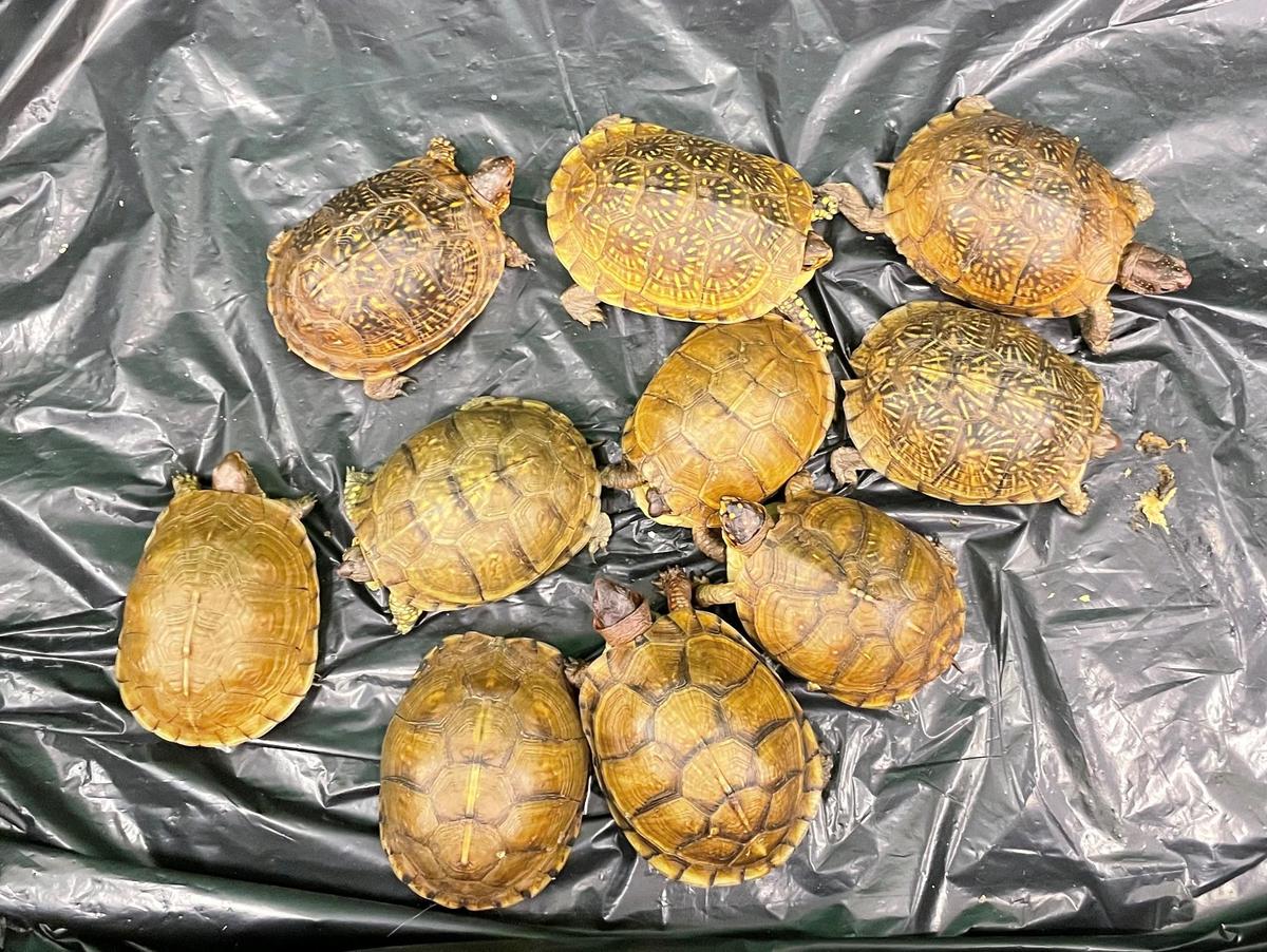 海關檢獲美國寄港活龜 涉瀕危物種