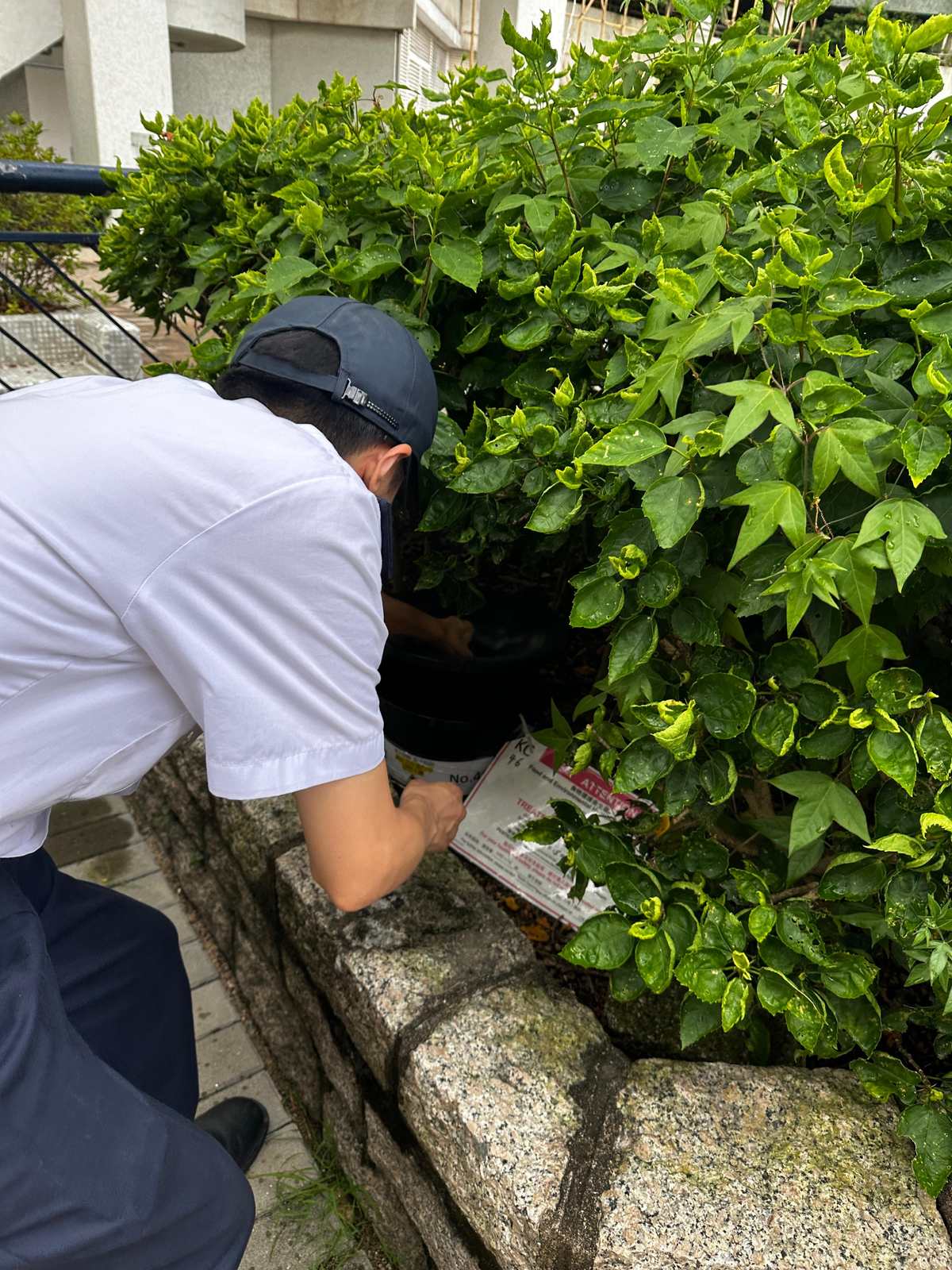 食環署公布九月份白紋伊蚊指數